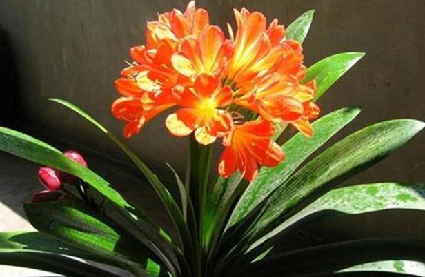 君子兰养得好不好,看叶子就行了,油光瓦亮、花开爆盆就是好兰