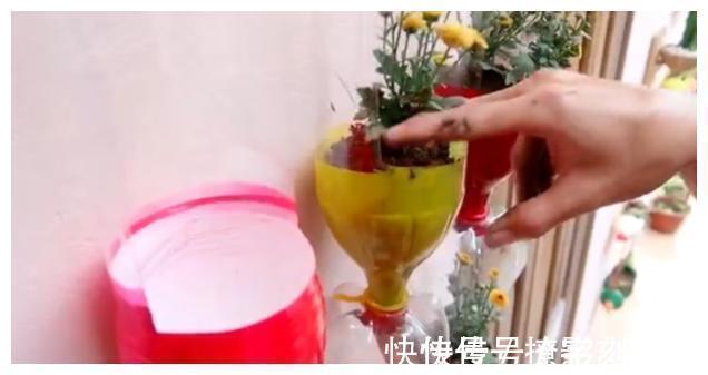太阳花|别人不要的饮料瓶,被他改成五颜六色花盆,过程引近450万人围观