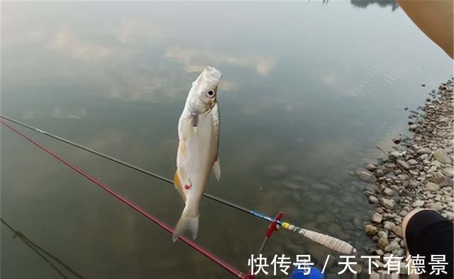 手竿|三伏天大鱼难钓，可以用这种方法钓小翘嘴，拿回家油炸，美滴很