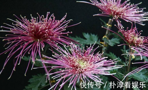花瓣|喜欢菊花,不如养盆“鳞托菊”吧!寓意“永远的爱”,适合盆栽养