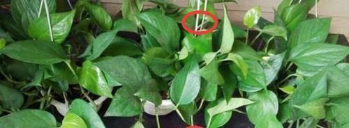 气根|花草长气根该不该剪掉这4款花需谨慎,不然养一盆死一盆