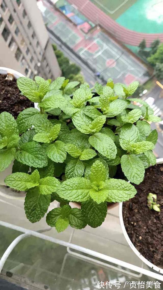 急性子的人就养这4种花，掐个枝条插土里，当年就开花