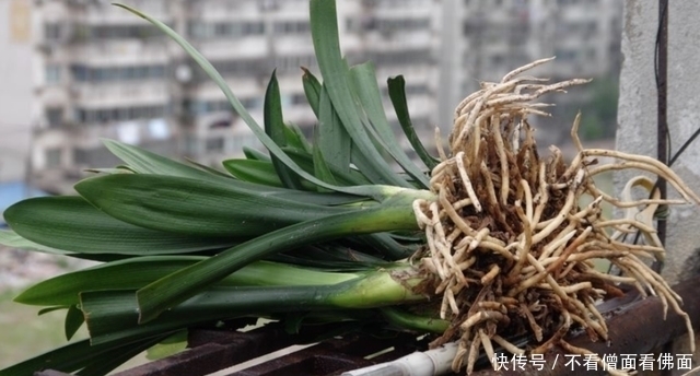 想要君子兰多发芽,避开“三种水”,当月催出花箭,绽放层叠群兰