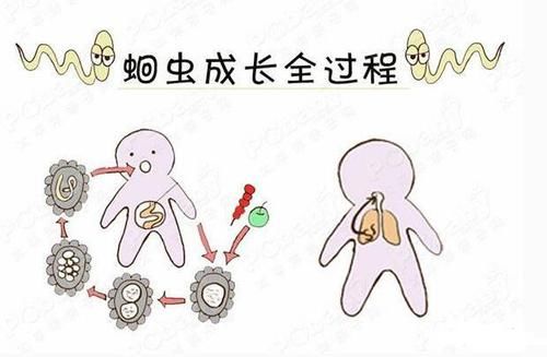  寄生虫|体内有寄生虫时，外在会发生这些变化，还请及时进行驱虫！