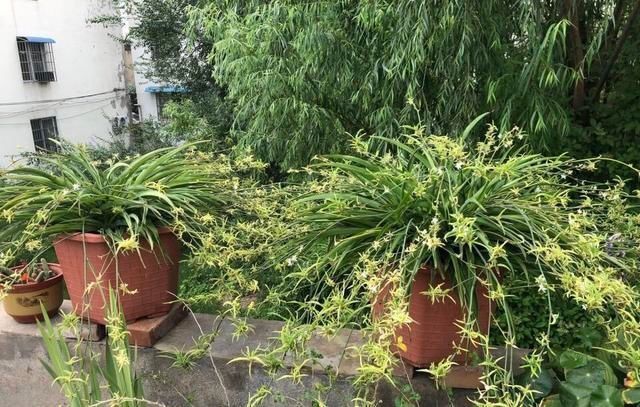 茎干|吊兰养出新花样,垂藤多如麻,如天女散花,还能养成独杆老桩子