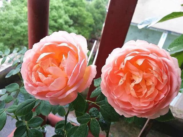 没有院子的人,在房顶养花,日子美如画!