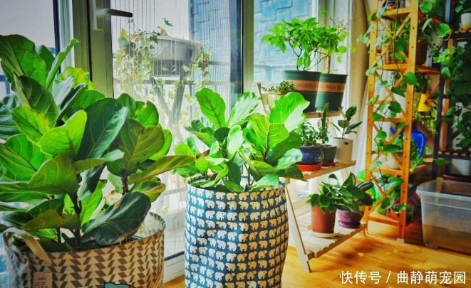 判断|别再固定时间给花浇水了！学会3种小方法，不再干根、烂根！