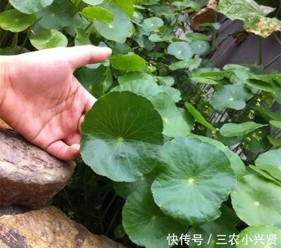  铜钱草|看好了, 就是这五种花! 越浇越爆盆, 一缺水马上就蔫了, 你家有吗