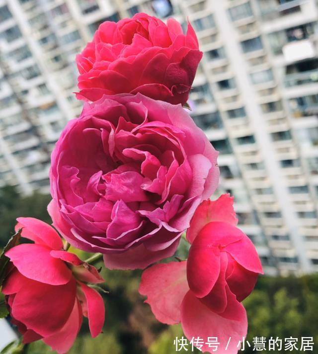 贝拉|家里有院子,建议养这5种花,高级的私家花园至少养一种