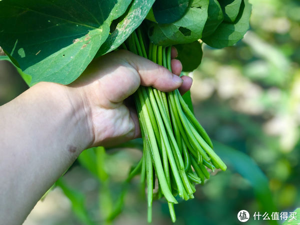 小雪节气,进补别总吃肉,这6种时令蔬菜也要吃,荤素搭配更均衡