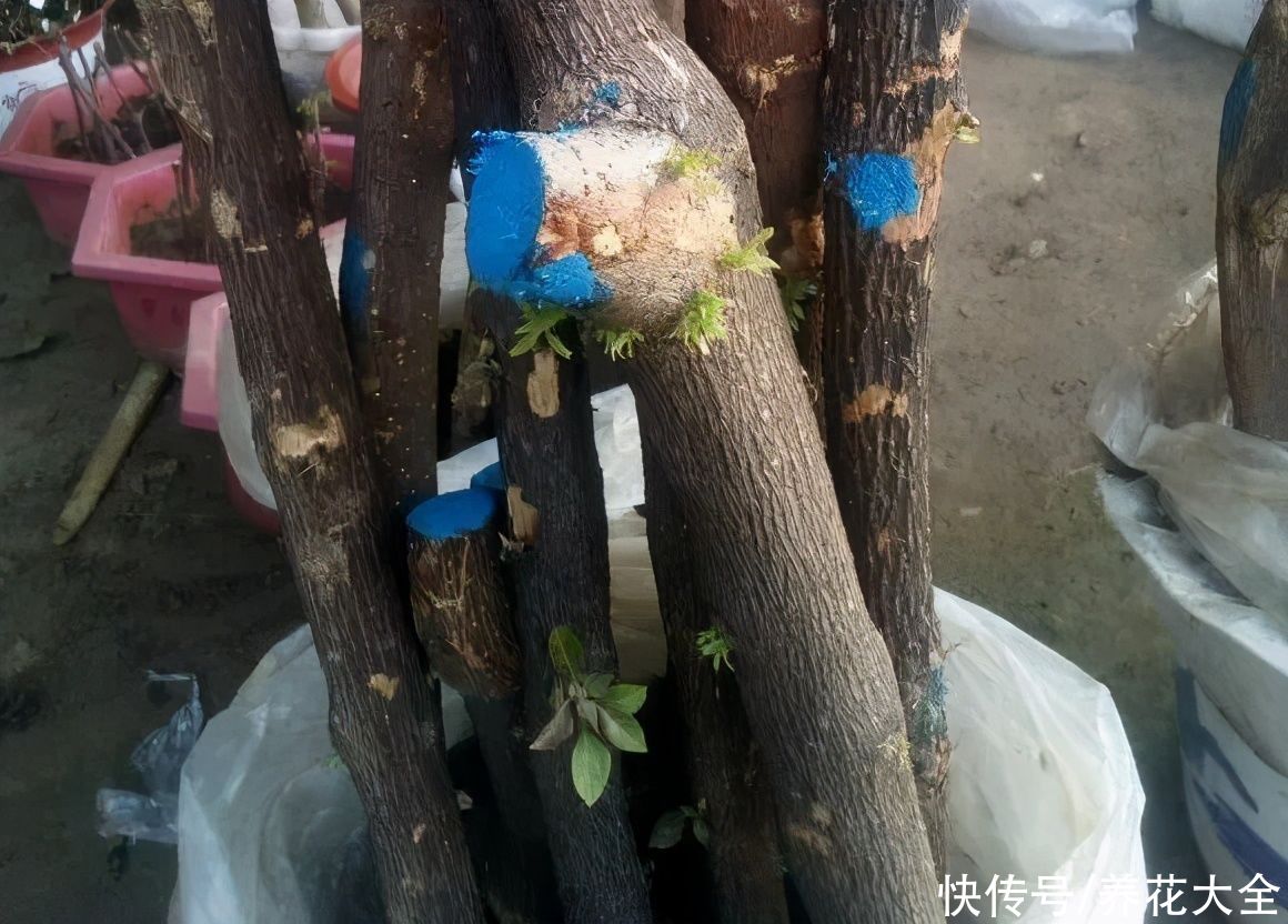 大粗杆子扦插，泥巴一裹就生根，秒变老桩大户