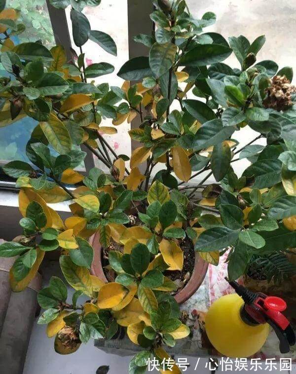 植株|栀子花养不好可能不是你的问题,挖开花盆看“这里”,你就明白