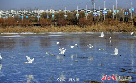 湿地公园|在张掖湿地公园遇见文须雀