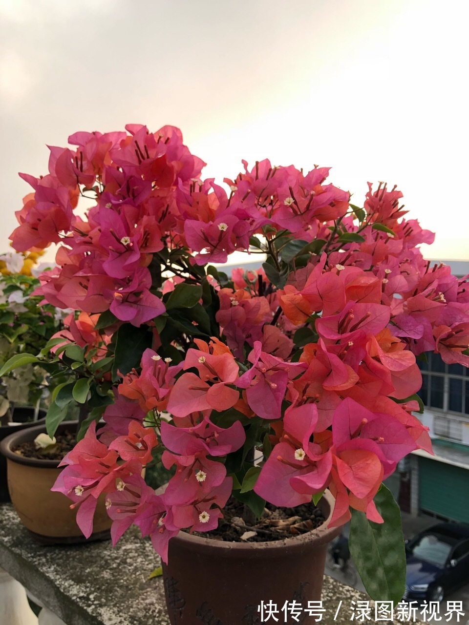 花卉|三角梅买回家以后,简单3步操作,30天花朵爆盆,小白都能养好