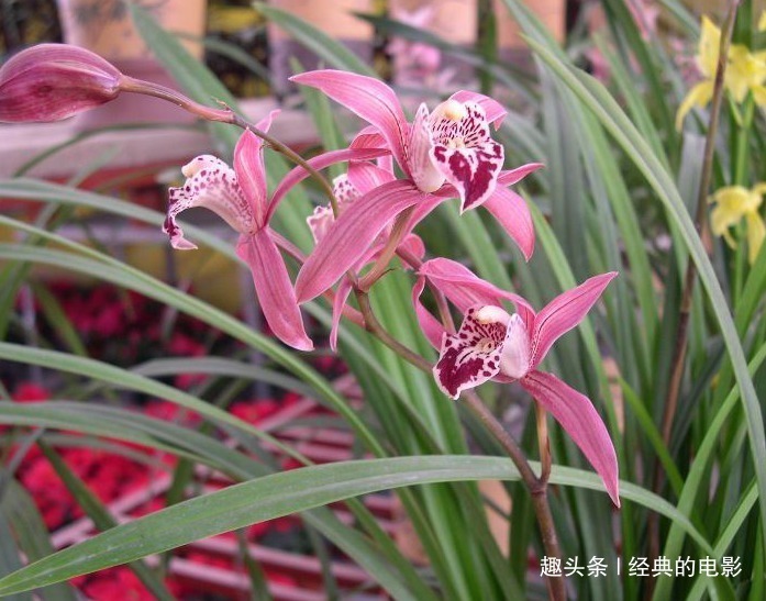 阿典|此花植株挺拔典雅豪华,色彩鲜艳异彩纷呈,是一种祥和的好兆头