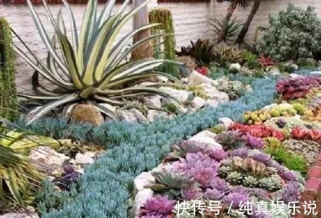70老头闲来无事，养了百盆多肉摆院里，一盆售价50，别人抢着买！