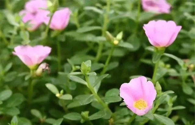 中年|告诫：五种野菜，请停止食用！春来野菜香，记住“3不吃，4不挖”