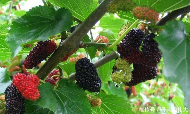 营养|聪明的人爱吃三种食物,补充营养、延缓衰老,爱吃就赚了!