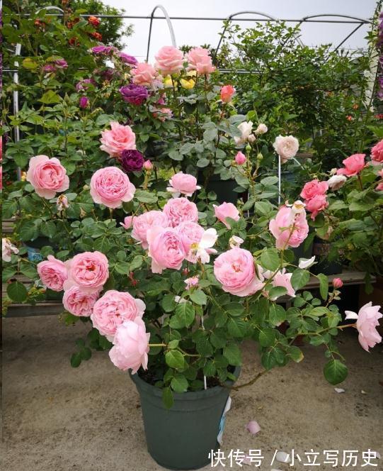 天冷了,15种漂亮花喜欢“大太阳”,多晒长得壮,花更多