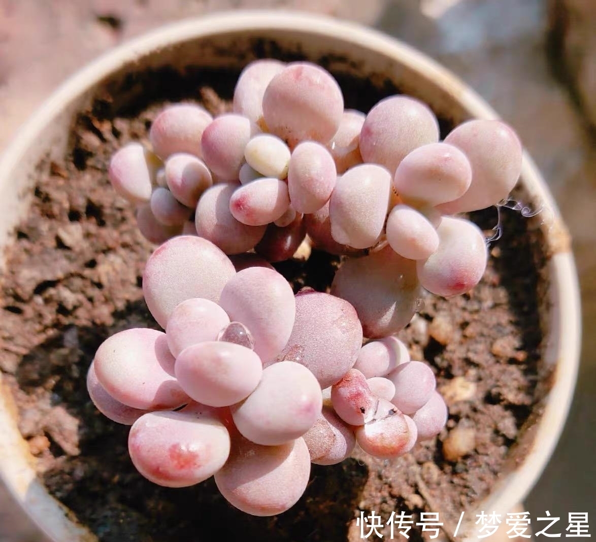 桃蛋养出“丸叶”,选用拇指盆,土里加点颗粒肥,嗖嗖胖成球