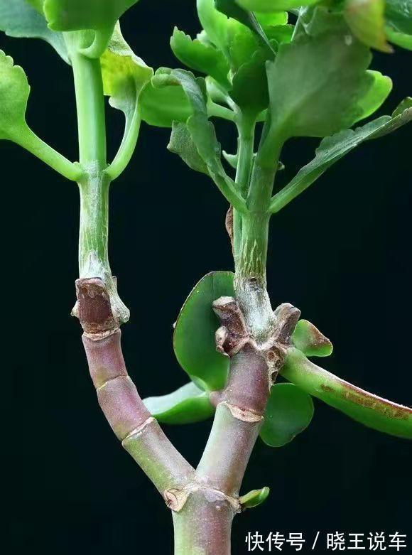 玉树砍一刀,插上长寿花,变成“长寿树”,5种花轮番开,少见