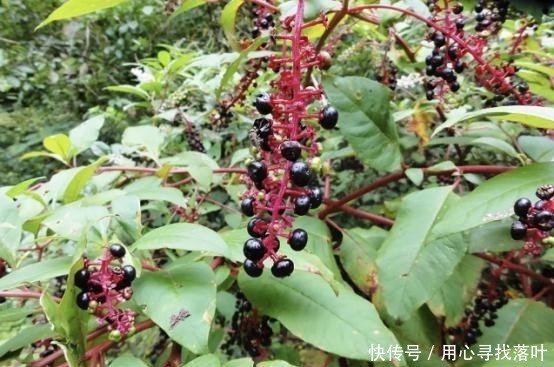 土人参|这种外来入侵植物全株有毒,国人却误当土人参食用,请赶紧停止