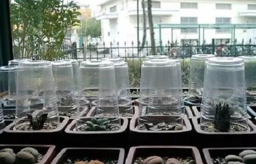 创意养护多肉,来个“神器”,生根快,叶片饱满肉质感强