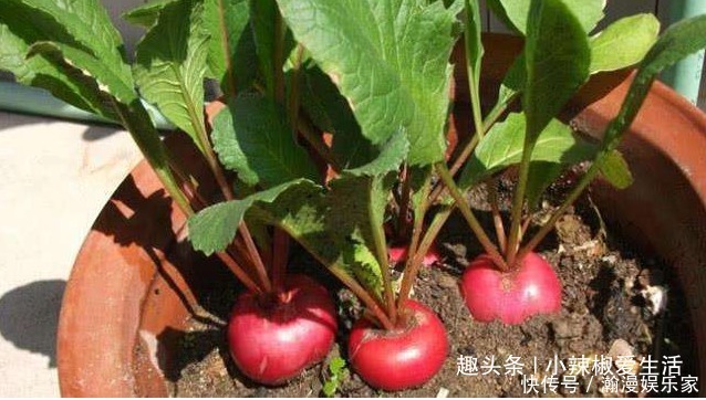 生菜|阳台别再只养花了,这4种蔬菜盆栽,不仅好看,还能吃又健康