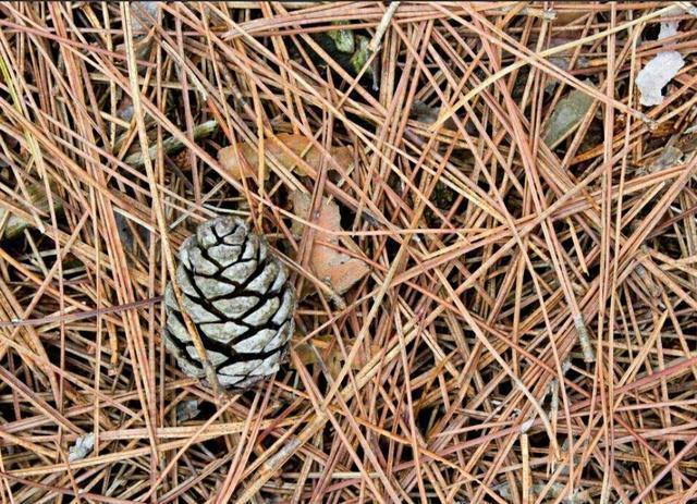松针土被称作养花万能土,自己在家就能做,掌握这些技巧就可以