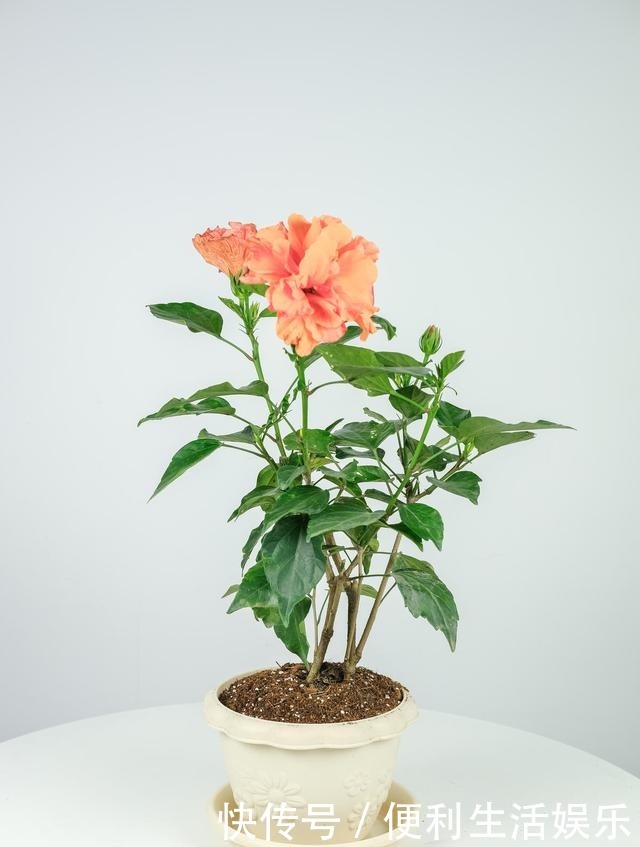 4种花能开一整年,只养一盆就够了,天天有花看!