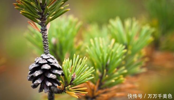 四季|4种整株都有香味的树,家里养一棵,不生虫,还能四季飘香