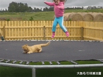 |搞笑GIF趣图哥们,就一只猫而已,至于这么害怕吗?