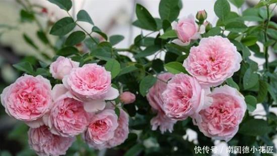 季秋季修剪|超实用的月季花,秋季修剪、促花小技巧