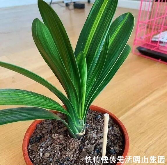 养花|大妈把吸管筷子插花盆,解决了养花人的“2大难题”,朋友都效仿!