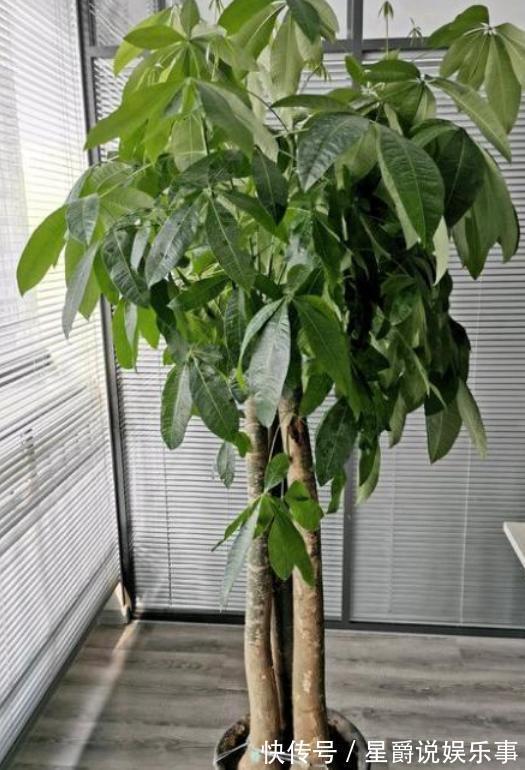 客厅盆栽植物如何达到装饰美化的目的？养4种绿植，好看又好用