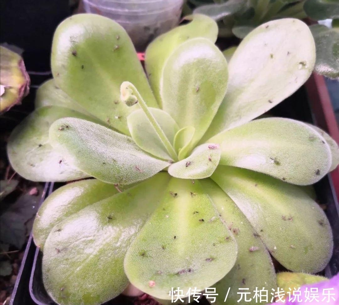 花盆里出现小虫子，不用买杀虫剂，往里面扔点“小东西”就管用