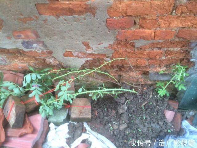 老花匠|独干月季怎么养才会枝繁叶茂开花爆盆老花匠只需一招，长见识了