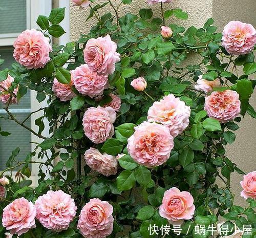王妃|4种耐热耐晒的经典月季,可藤可灌,多季节有花赏,值得拥有