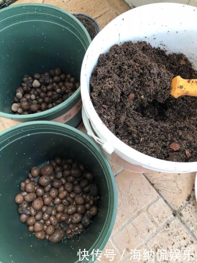 水果皮|养花人都知道的“5个偏方”，3分钟学会，一生受用，养啥都旺盛