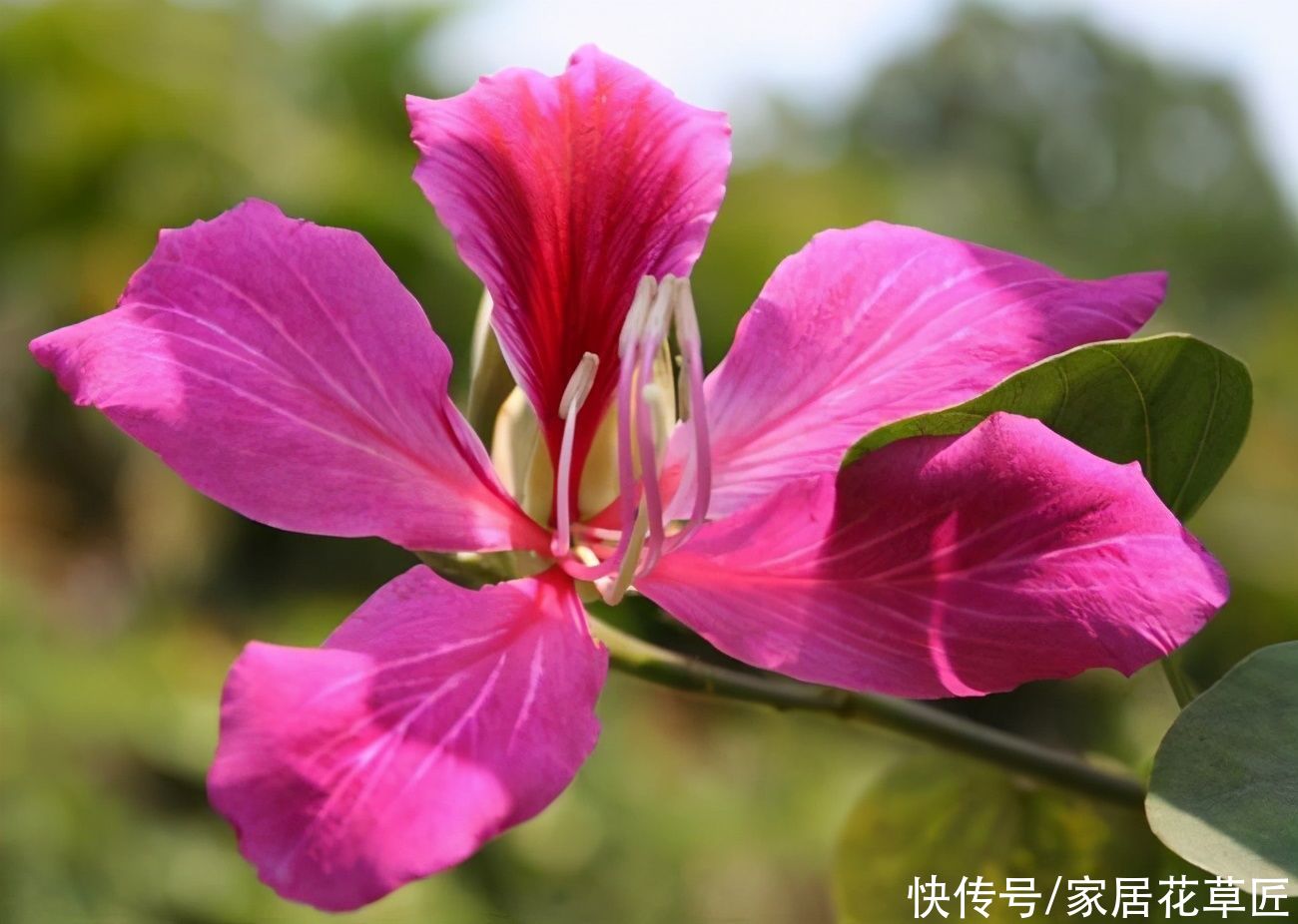 有4类花，在家别去养，花朵虽然美丽，但对身体不利