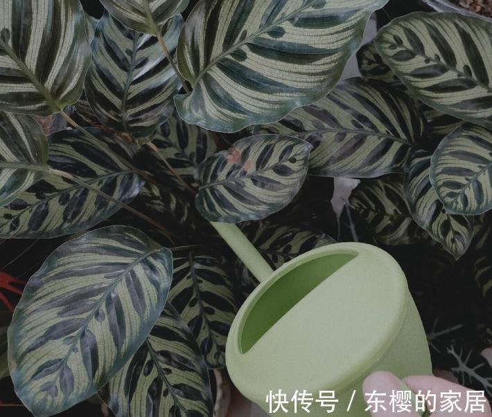 根系|花草换盆旺季来临,学会“三看三观察”,换盆就是小菜一碟