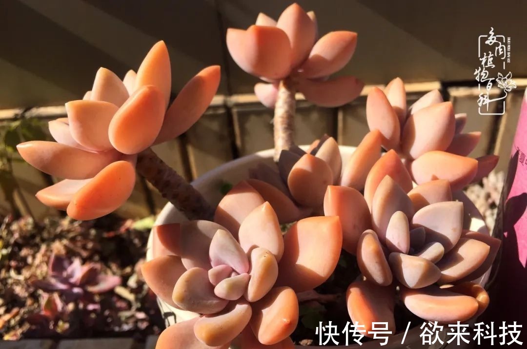 柴米油盐的日子,养几盆多肉吧,为生活添几抹色彩!