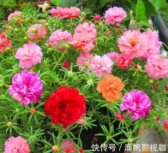 正月二十二,家里养上4种招财花,花开美观又大气