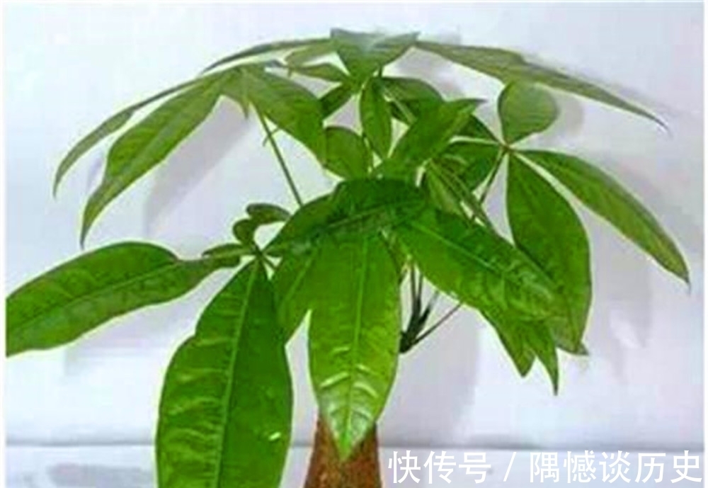 什么时候|盆景什么时候合适拿弯?一起来看看