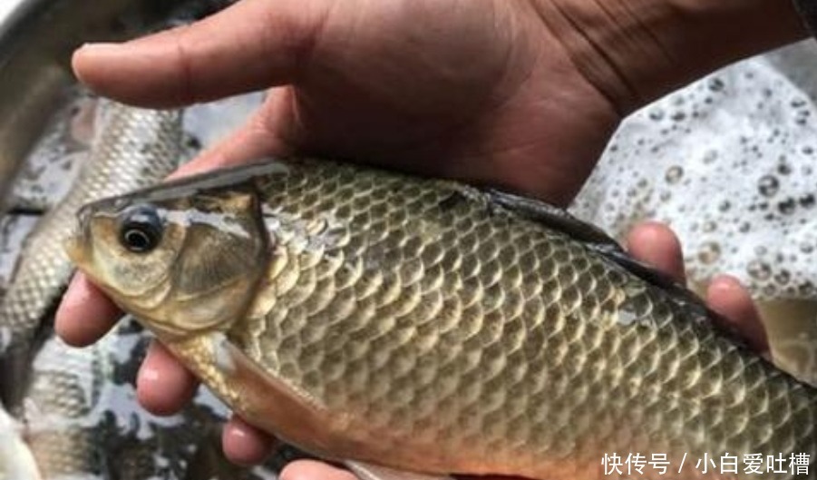 冬钓用饵,岂能随随便便!按我说的做,一根竿子都钓不过来