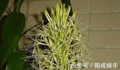 富贵竹捡回来养了2年,一米多高还开花了,方法原来这么简单!