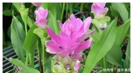 火头根|这种植物被称为“药用黄金”,可清热解毒,延伸品更是畅销海外