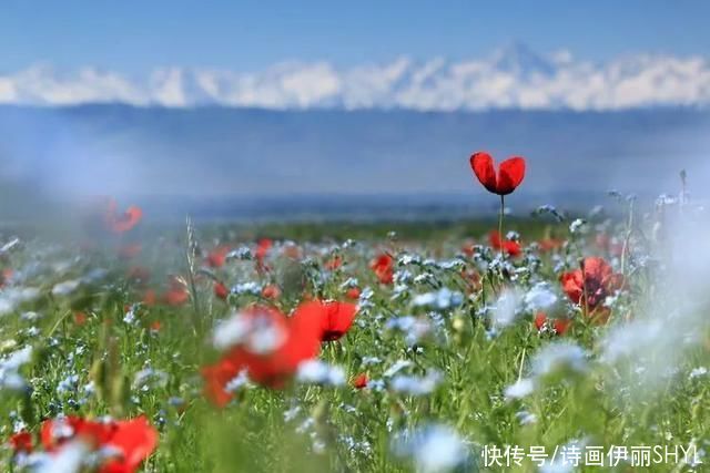 5月伊犁的草原山花烂漫，天山红花无疑是其中最靓丽的一道风景