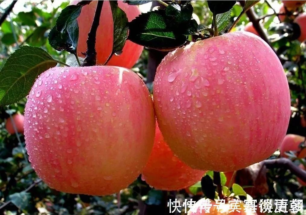 苹果|每天坚持吃一个煮熟的苹果,坚持7天,身体会悄悄发生3大变化