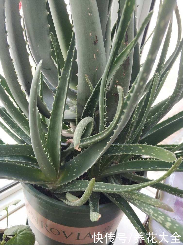 芦荟|家里养盆芦荟，净化空气效果好，还有好多用处